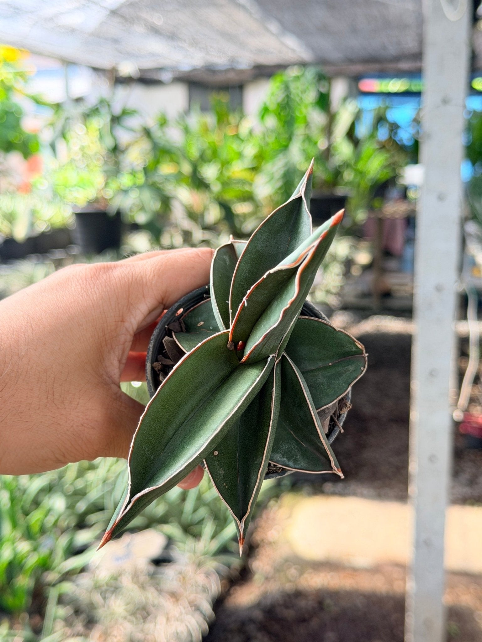ซามูไร พร้อมกระถาง 3 นิ้ว - Pamathegardener