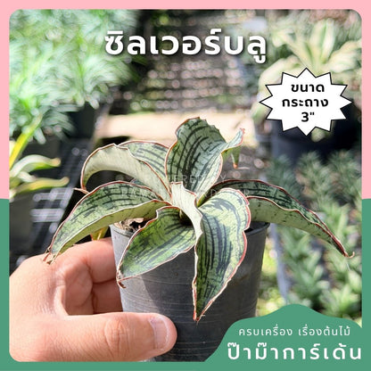 ซิลเวอร์บลู พร้อมกระถาง 3 นิ้ว - Pamathegardener