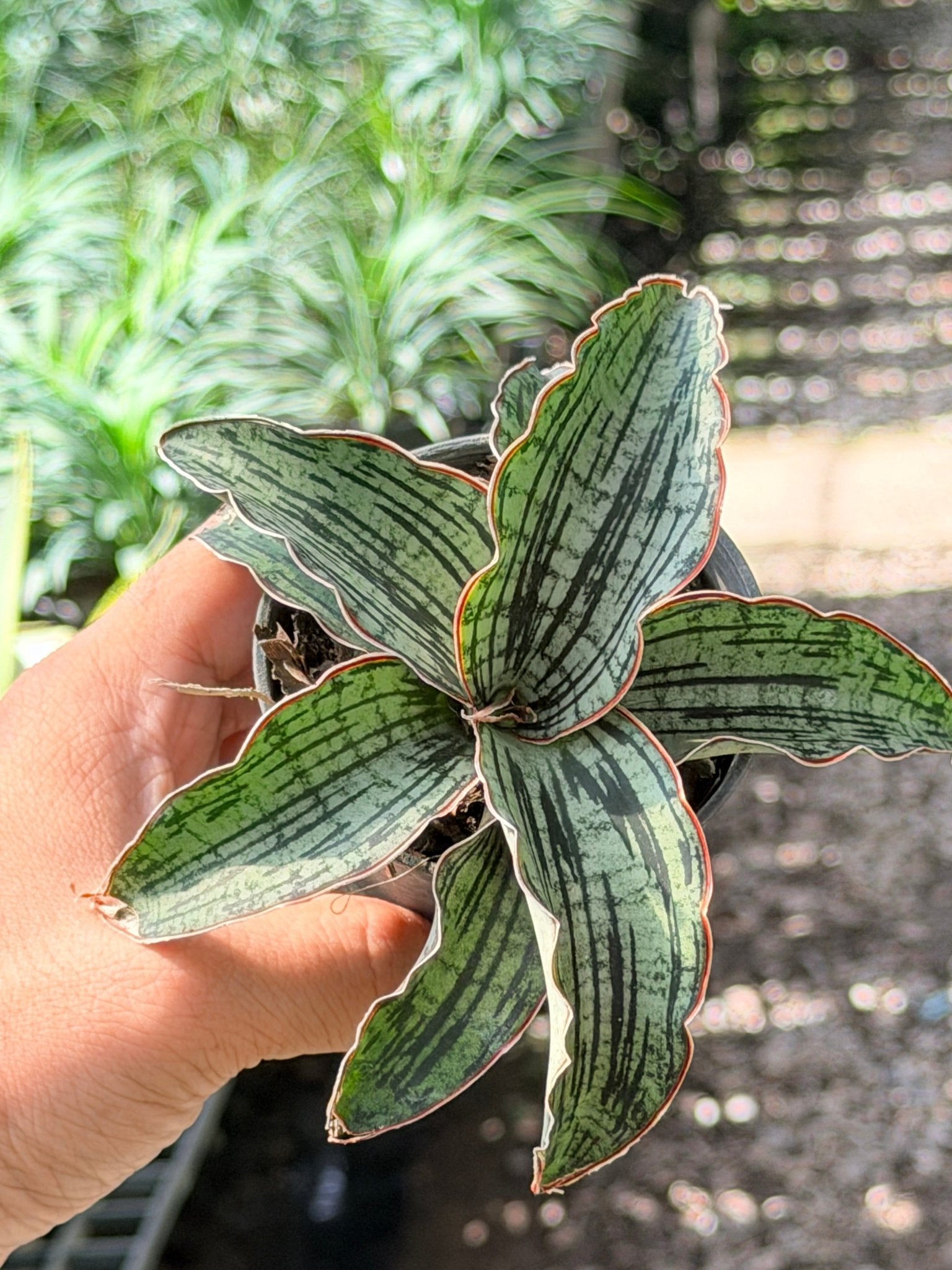 คลีโอพัตตา พร้อมกระถาง 3 นิ้ว - Pamathegardener