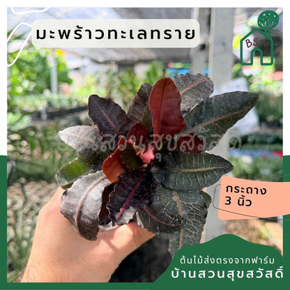 มะพร้าวทะเลทราย พร้อมกระถาง 3 นิ้ว - Pamathegardener