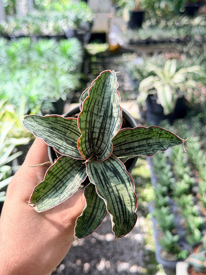 คลีโอพัตตา พร้อมกระถาง 3 นิ้ว - Pamathegardener