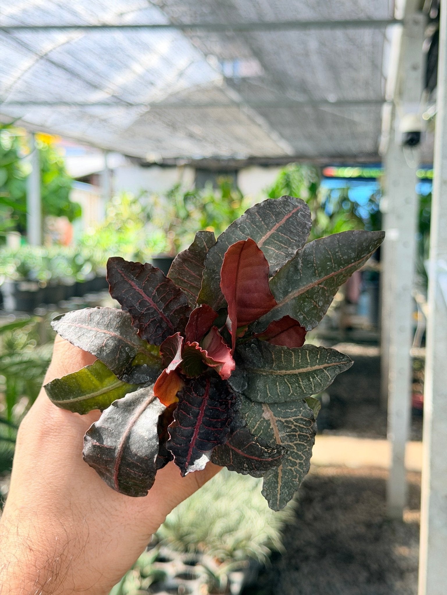 มะพร้าวทะเลทราย พร้อมกระถาง 3 นิ้ว - Pamathegardener