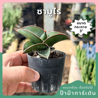ซามูไร พร้อมกระถาง 3 นิ้ว - Pamathegardener