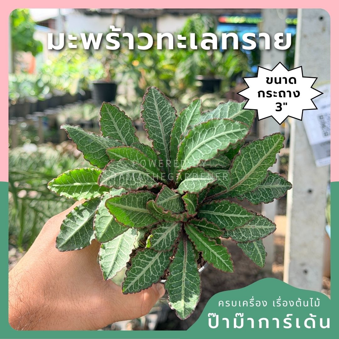 มะพร้าวทะเลทราย พร้อมกระถาง 3 นิ้ว - Pamathegardener