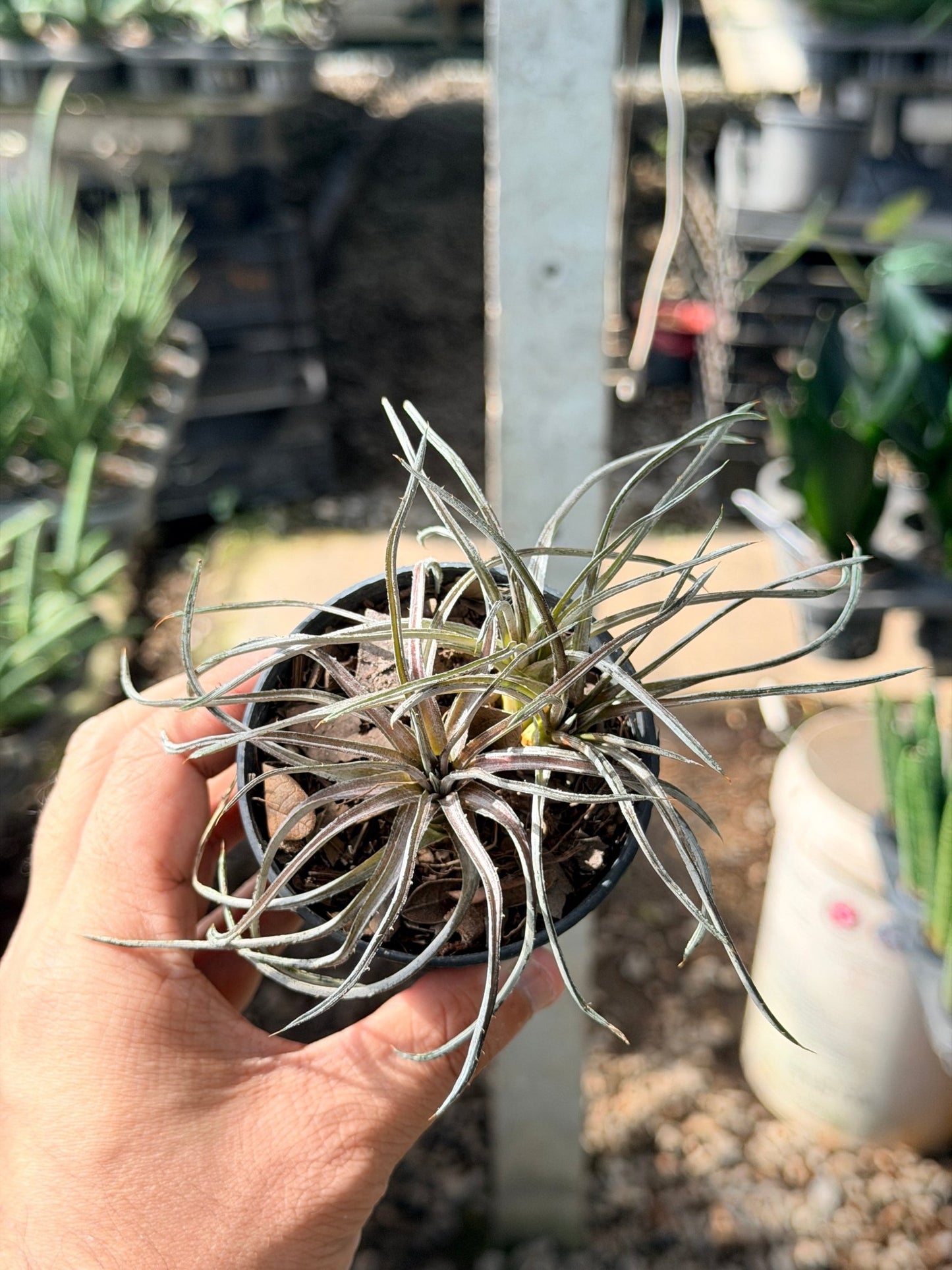 กิเลน พร้อมกระถาง 3 นิ้ว - Pamathegardener