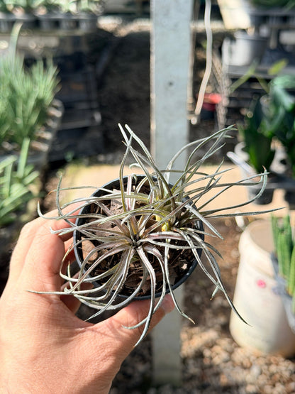 กิเลน พร้อมกระถาง 3 นิ้ว - Pamathegardener