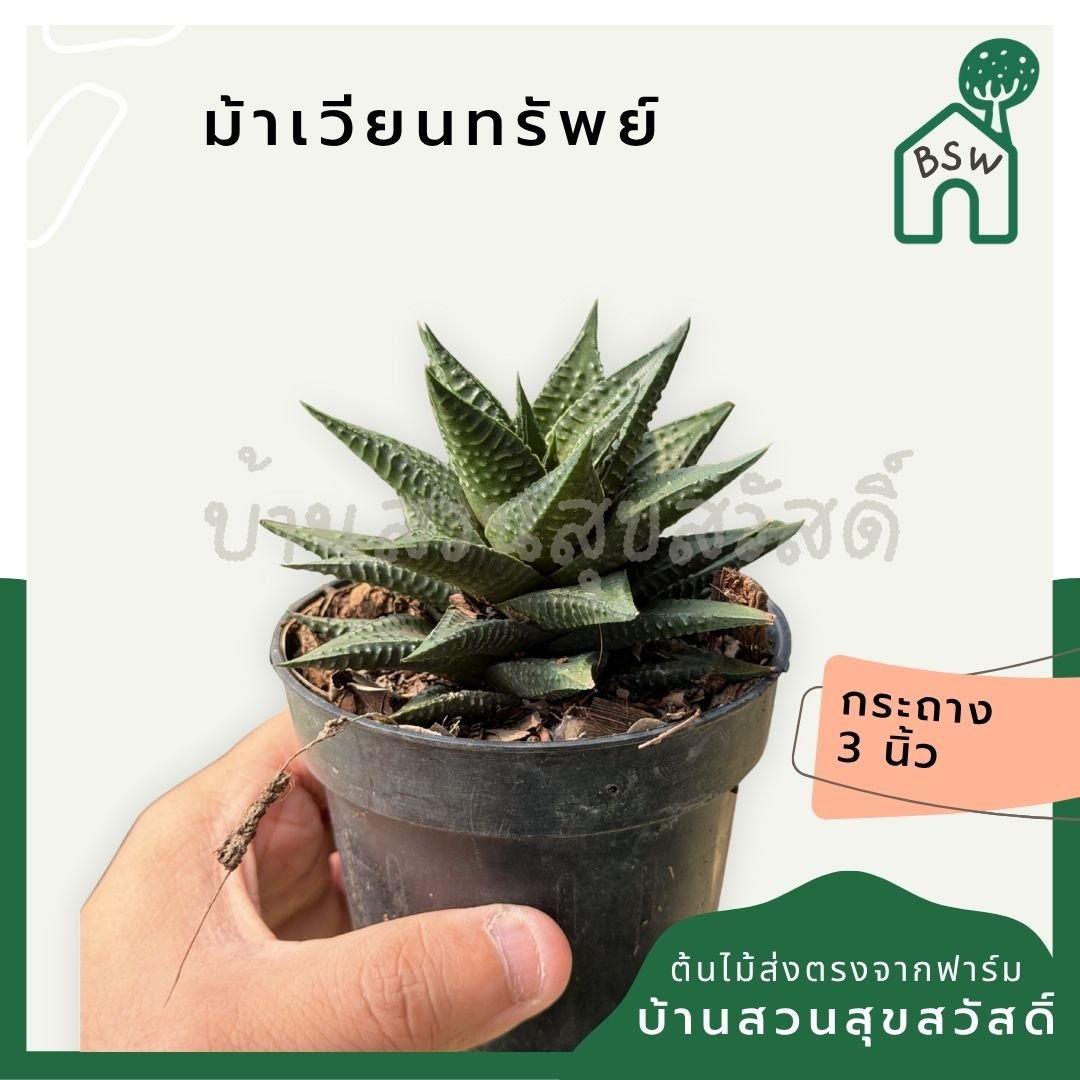 ม้าเวียนทรัพย์ พร้อมกระถาง 3 นิ้ว - Pamathegardener