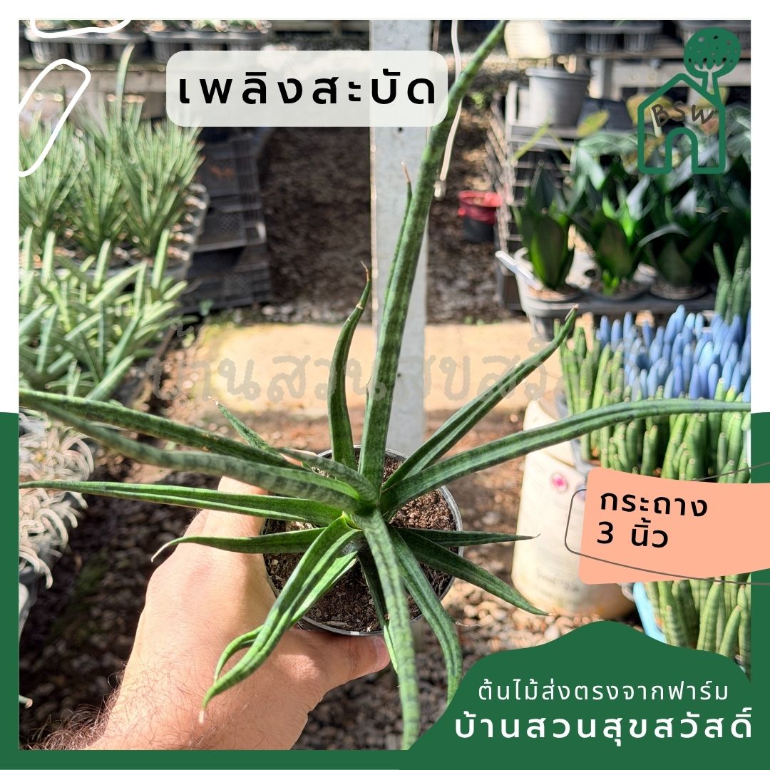 เพลิงสะบัด พร้อมกระถาง 3 นิ้ว - Pamathegardener