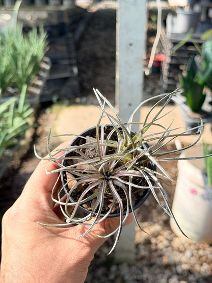 กิเลน พร้อมกระถาง 3 นิ้ว - Pamathegardener