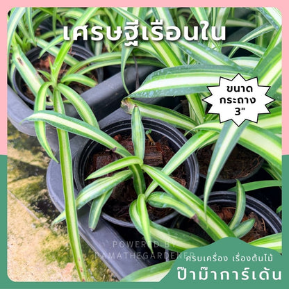 เศรษฐีเรือนใน ส่งพร้อมกระถาง 3 นิ้ว - Pamathegardener