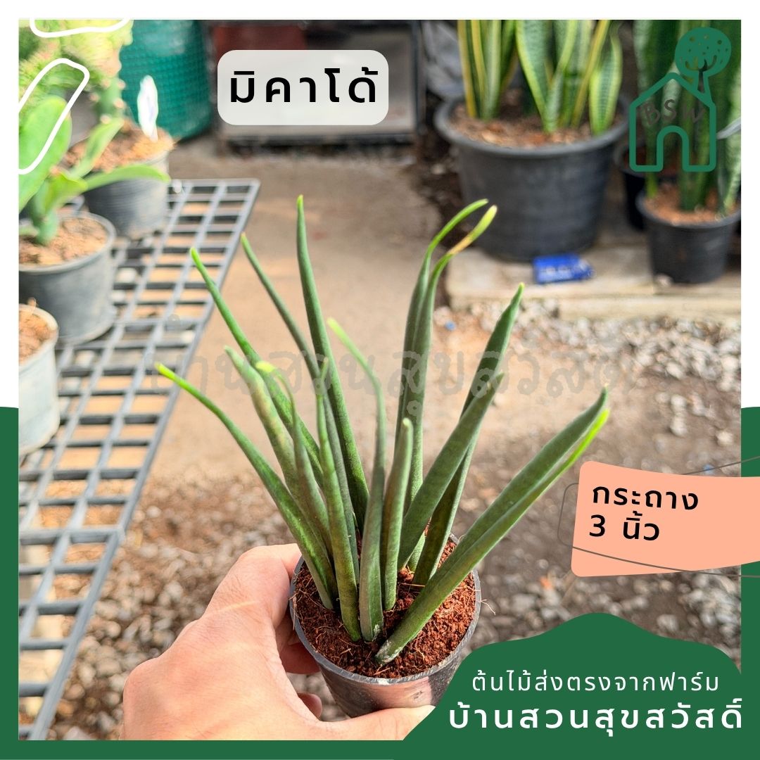 มิคาโด้ พร้อมกระถาง 3 นิ้ว - Pamathegardener