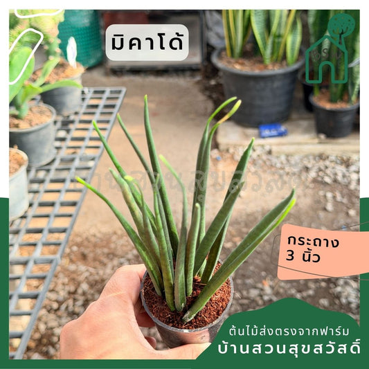 มิคาโด้ พร้อมกระถาง 3 นิ้ว - Pamathegardener