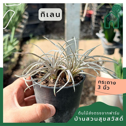 กิเลน พร้อมกระถาง 3 นิ้ว - Pamathegardener