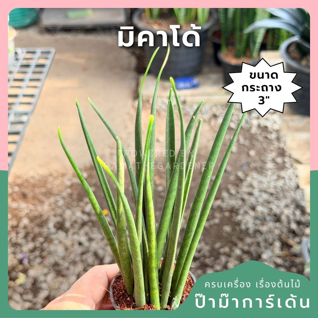 มิคาโด้ พร้อมกระถาง 3 นิ้ว - Pamathegardener