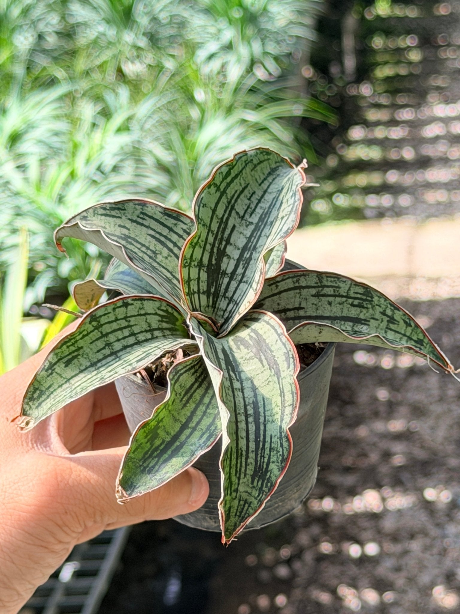 คลีโอพัตตา พร้อมกระถาง 3 นิ้ว - Pamathegardener