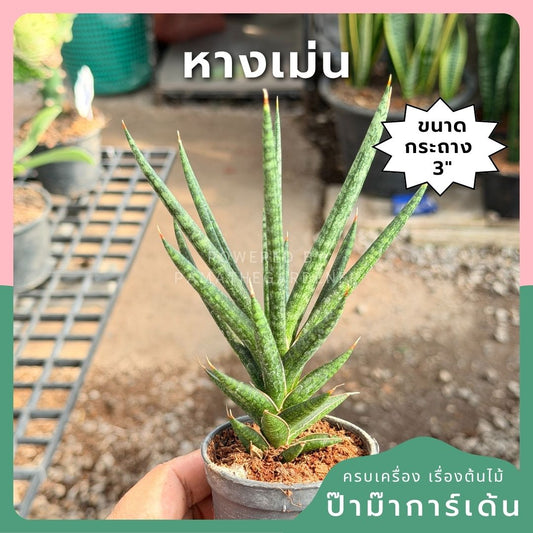 หางเม่น พร้อมกระถาง 3 นิ้ว - Pamathegardener