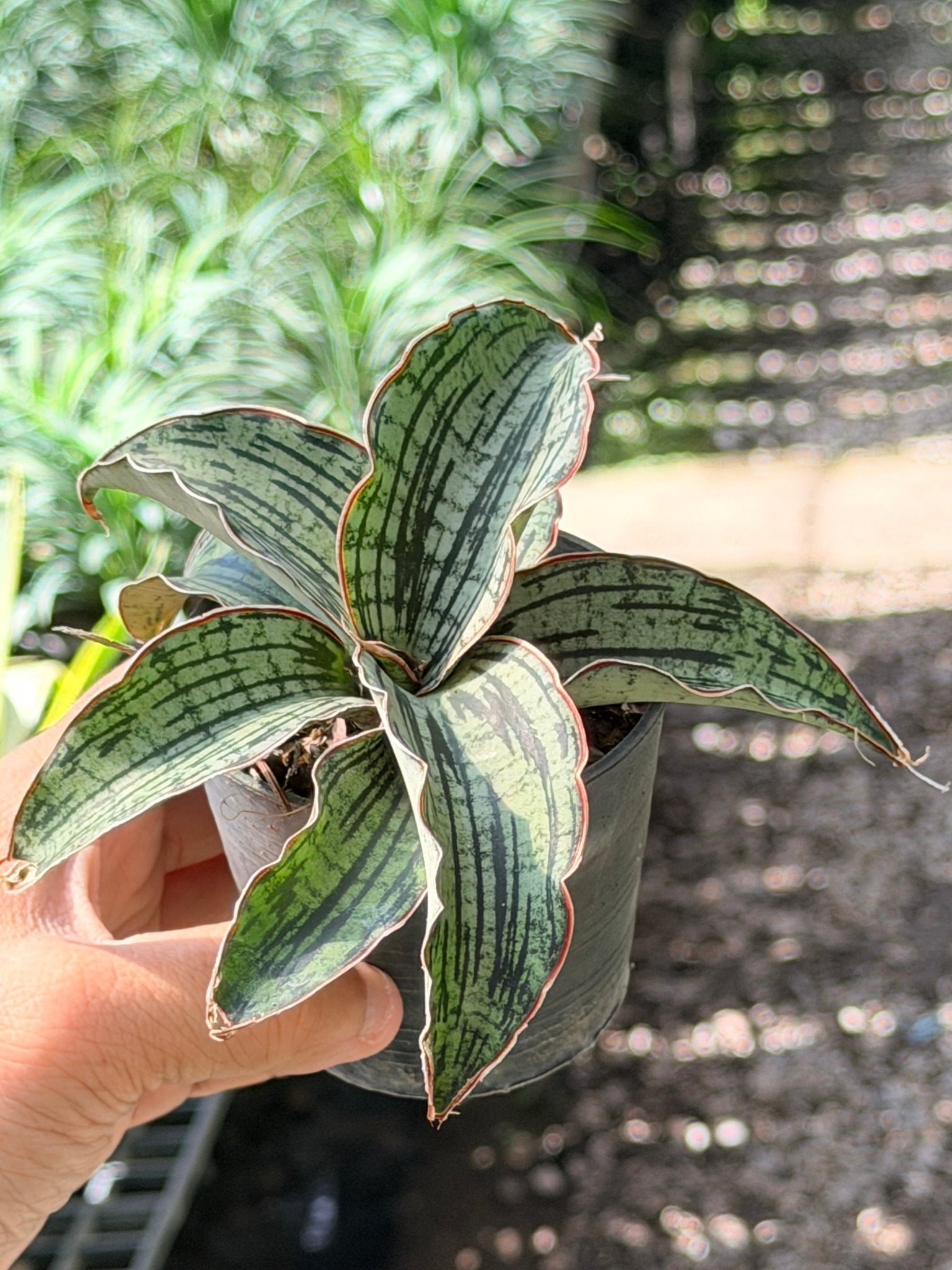 คลีโอพัตตา พร้อมกระถาง 3 นิ้ว - Pamathegardener