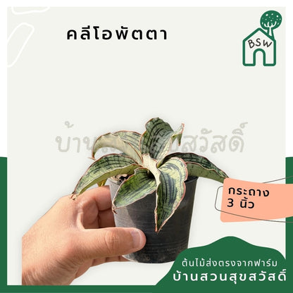 คลีโอพัตตา พร้อมกระถาง 3 นิ้ว - Pamathegardener