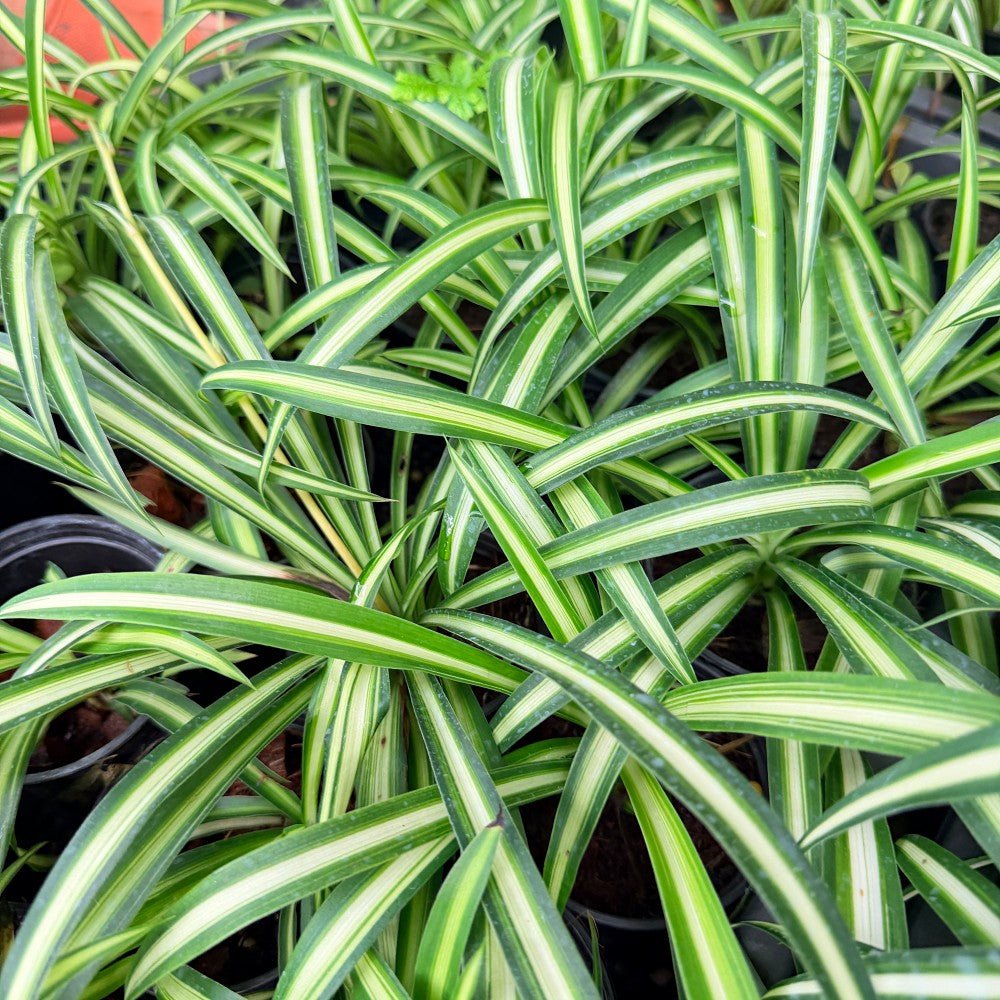 เศรษฐีเรือนใน ส่งพร้อมกระถาง 3 นิ้ว - Pamathegardener