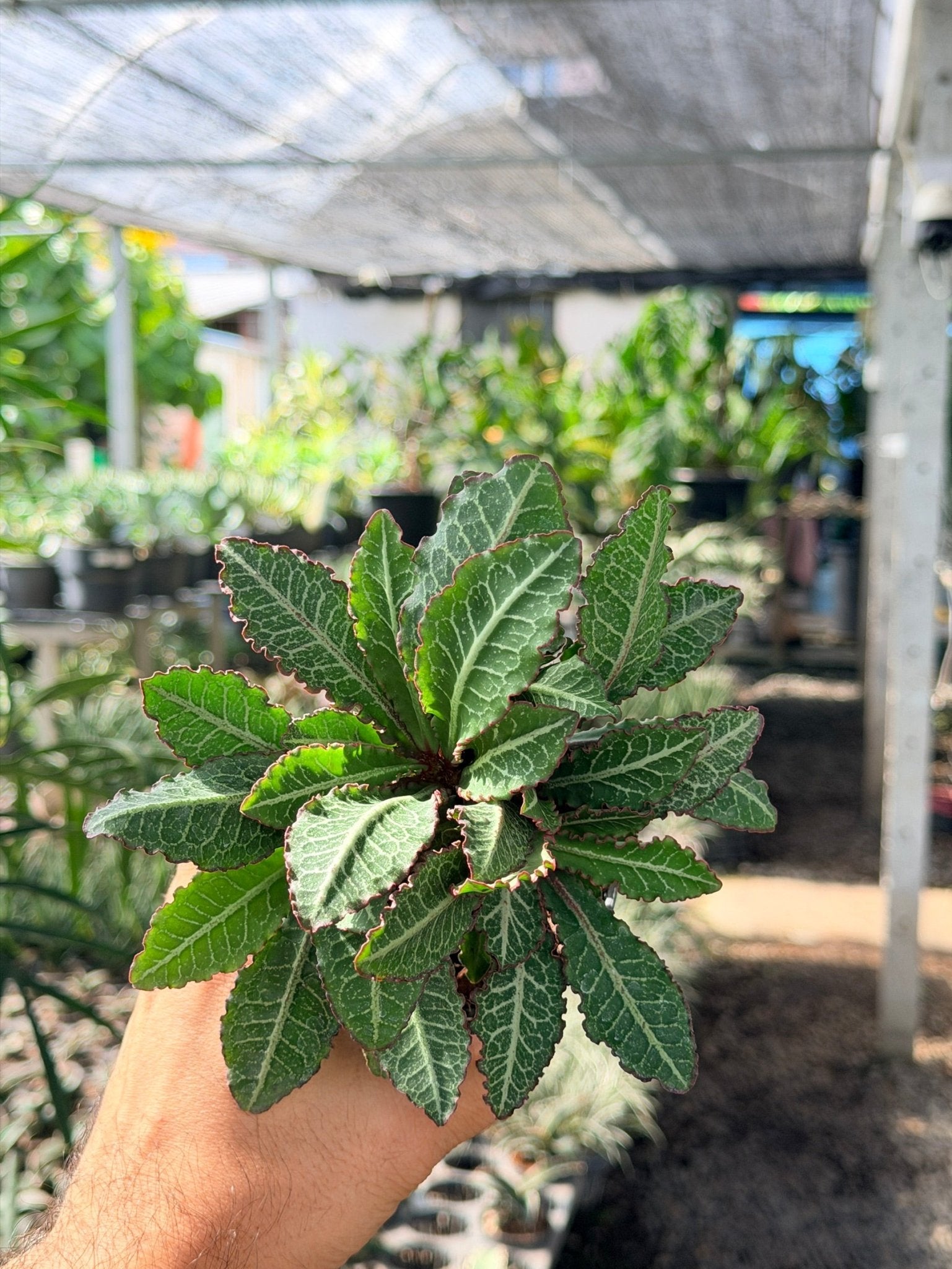 มะพร้าวทะเลทราย พร้อมกระถาง 3 นิ้ว - Pamathegardener