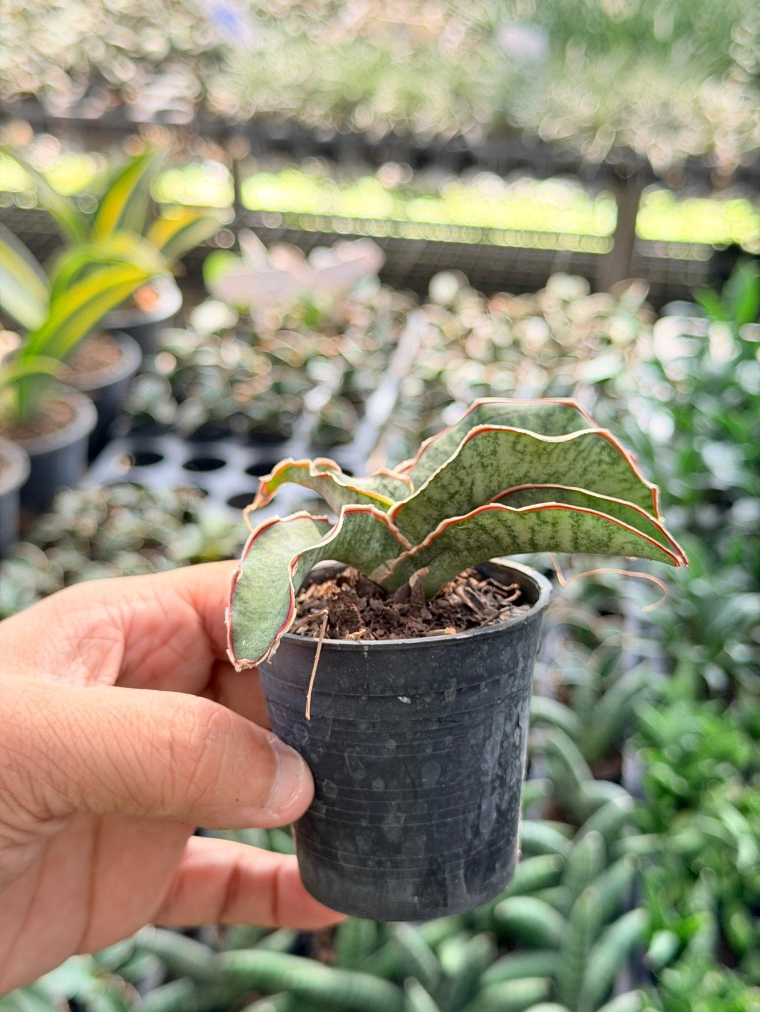 ซิลเวอร์บลู พร้อมกระถาง 3 นิ้ว - Pamathegardener
