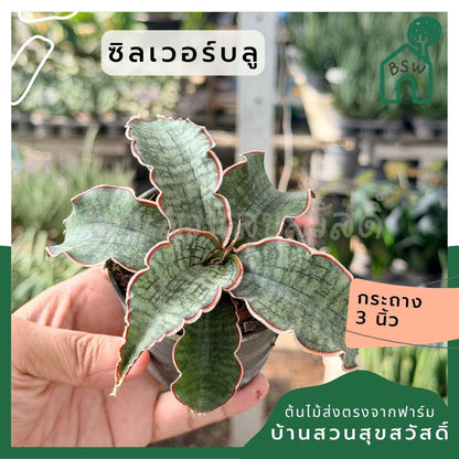 ซิลเวอร์บลู พร้อมกระถาง 3 นิ้ว - Pamathegardener