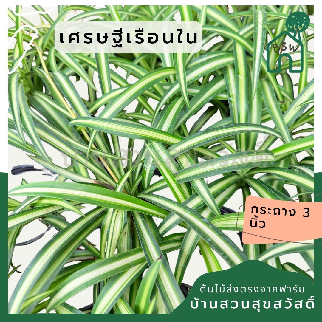 เศรษฐีเรือนใน ส่งพร้อมกระถาง 3 นิ้ว - Pamathegardener