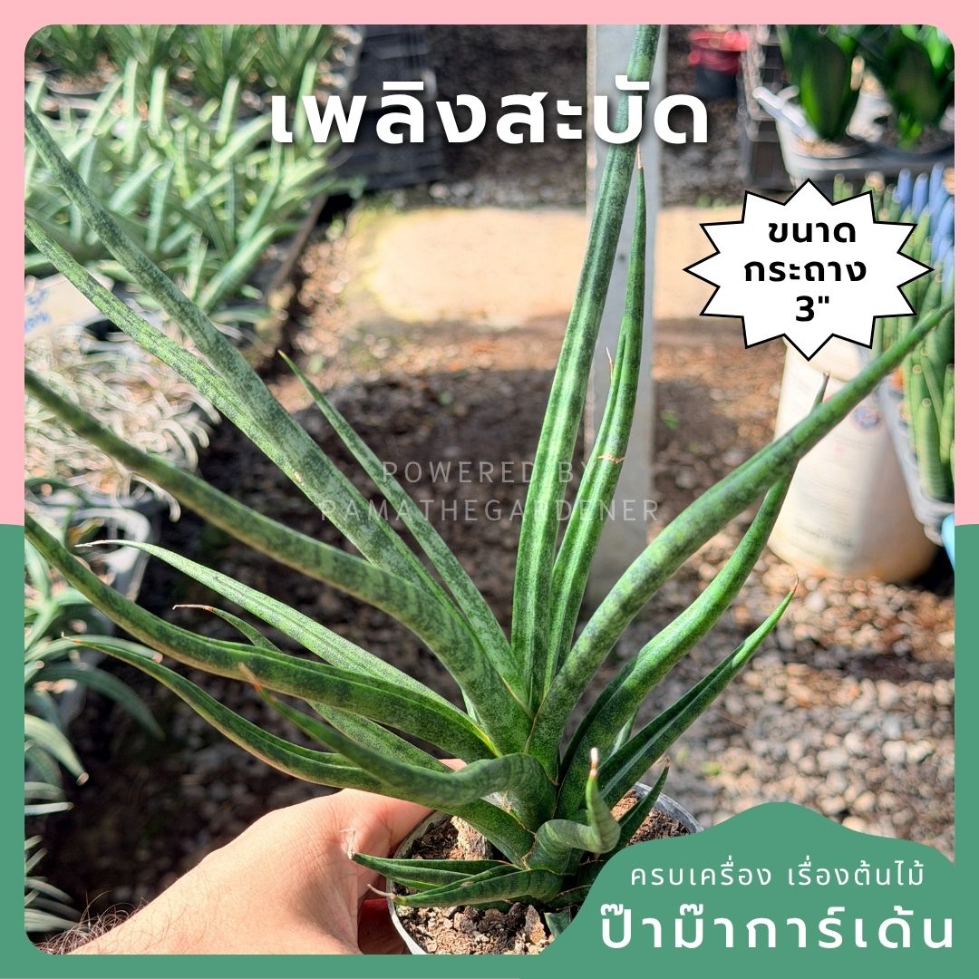 เพลิงสะบัด พร้อมกระถาง 3 นิ้ว - Pamathegardener
