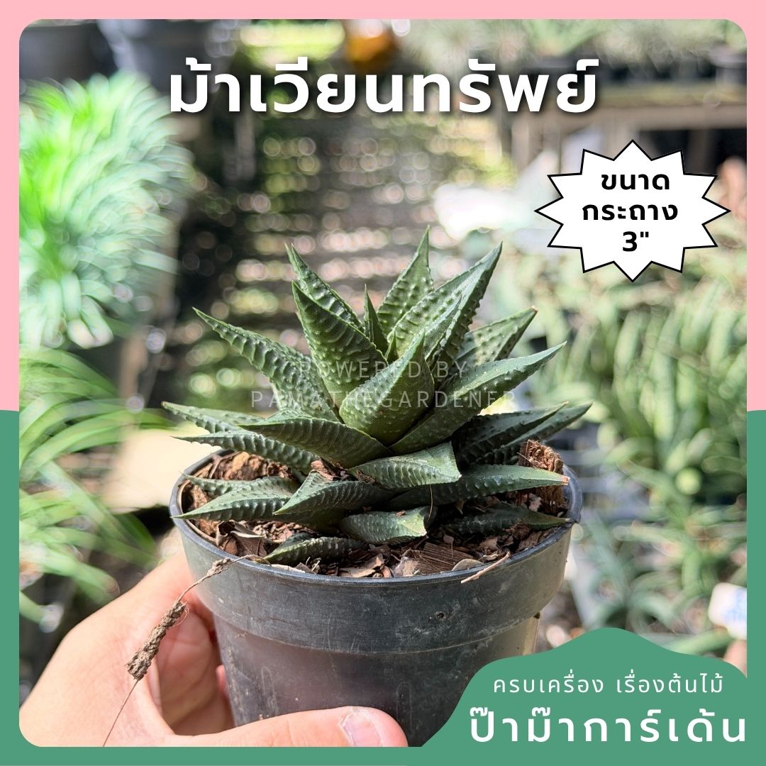 ม้าเวียนทรัพย์ พร้อมกระถาง 3 นิ้ว - Pamathegardener