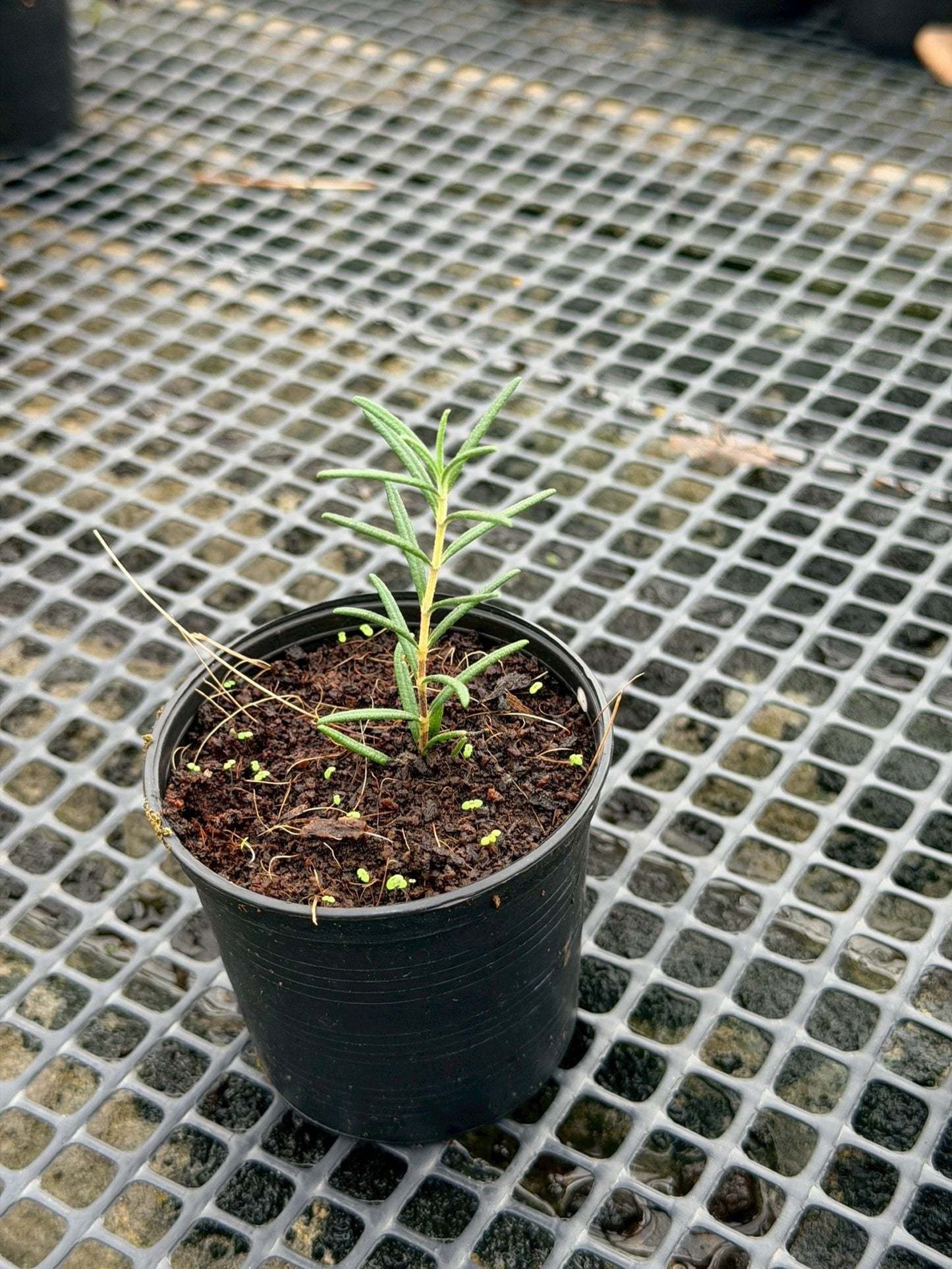โรสแมรี่ 3 นิ้ว (Rosemary) - Pamathegardener