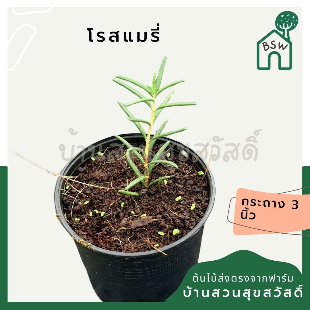 โรสแมรี่ 3 นิ้ว (Rosemary) - Pamathegardener