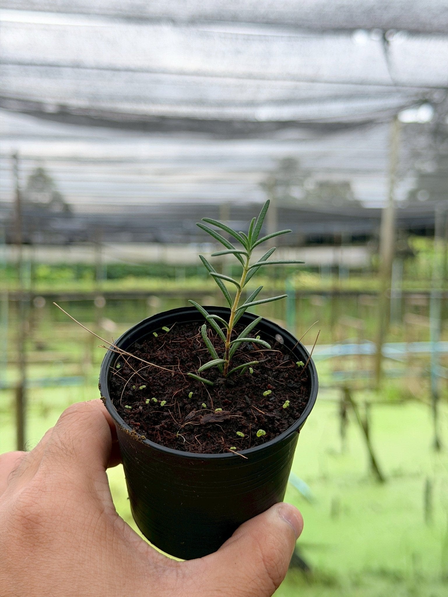 โรสแมรี่ 3 นิ้ว (Rosemary) - Pamathegardener