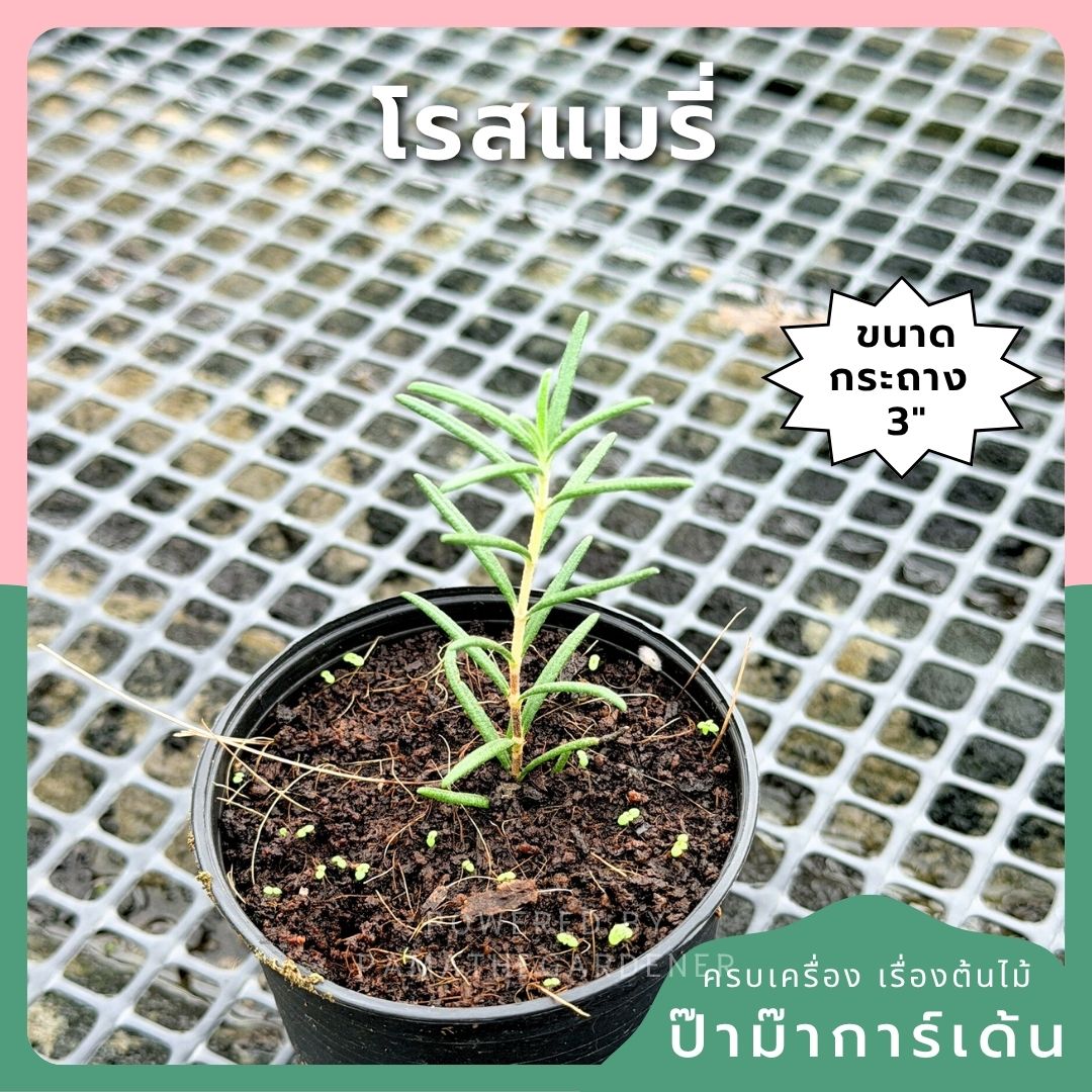 โรสแมรี่ 3 นิ้ว (Rosemary) - Pamathegardener