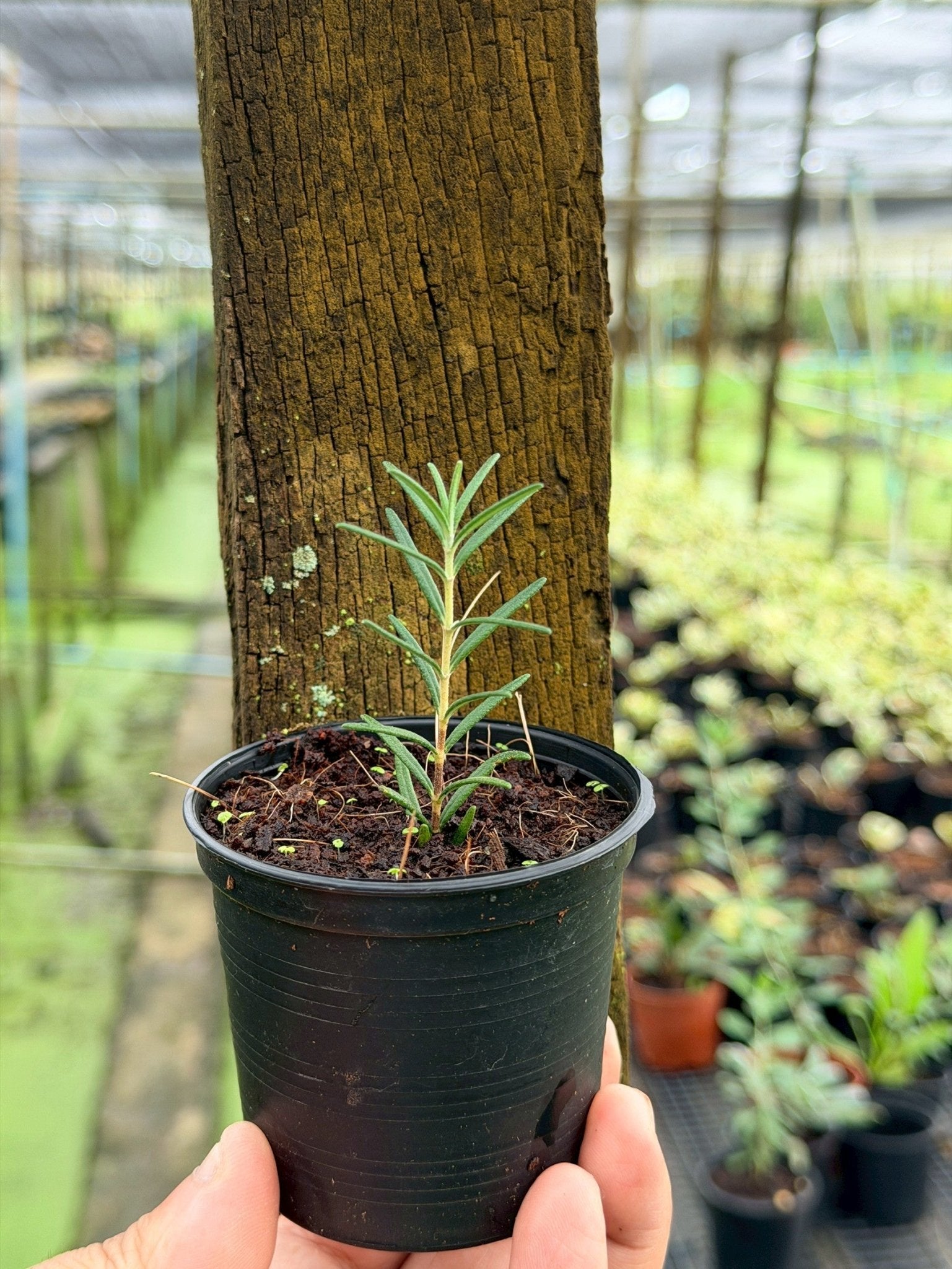 โรสแมรี่ 3 นิ้ว (Rosemary) - Pamathegardener