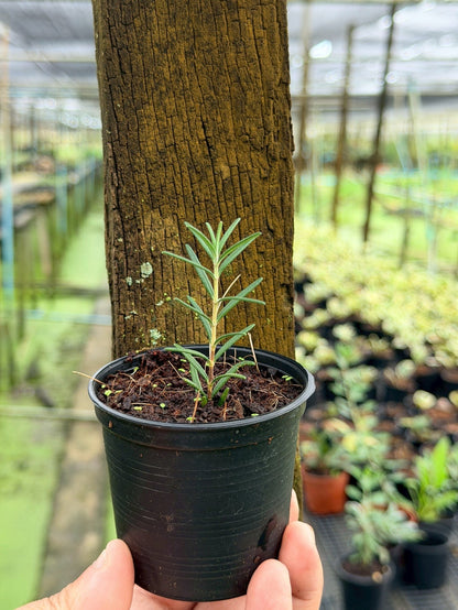 โรสแมรี่ 3 นิ้ว (Rosemary) - Pamathegardener