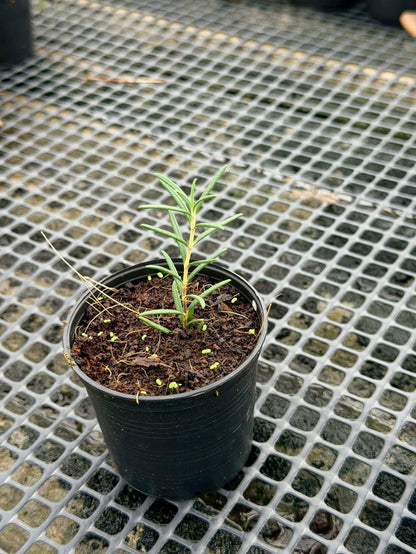 โรสแมรี่ 3 นิ้ว (Rosemary) - Pamathegardener
