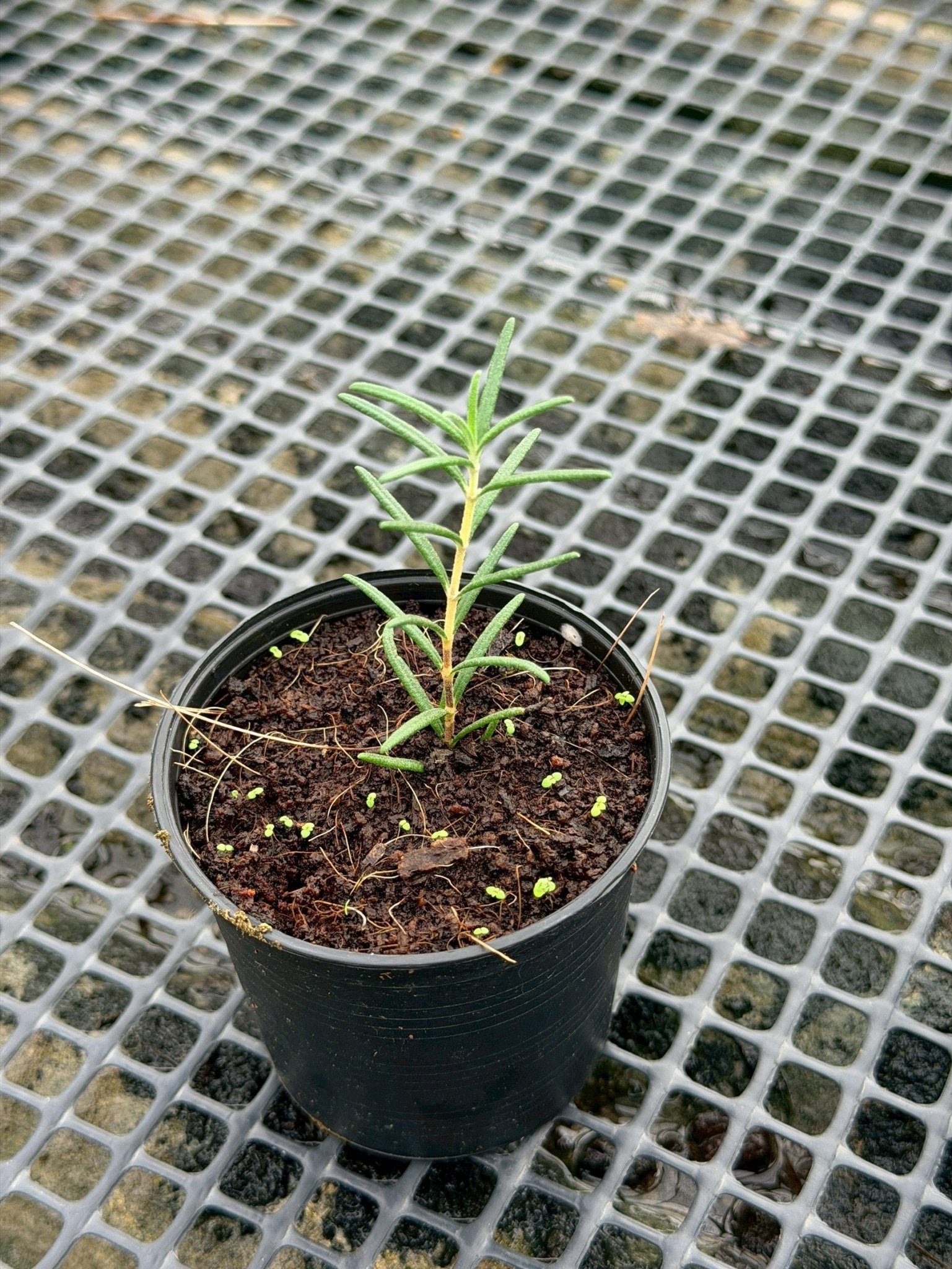 โรสแมรี่ 3 นิ้ว (Rosemary) - Pamathegardener