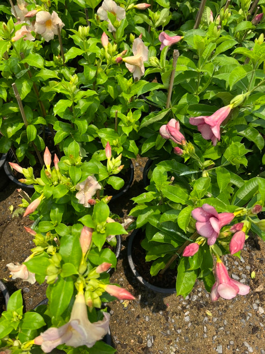 บานบุรีสีสวย (Allamanda Cathartica) ไม้ดอกขนาดใหญ่ในกระถาง 11 นิ้ว
