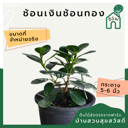 ต้นช้อนเงินช้อนทอง ในกระถางพร้อมตั้ง ต้นไม้มงคล