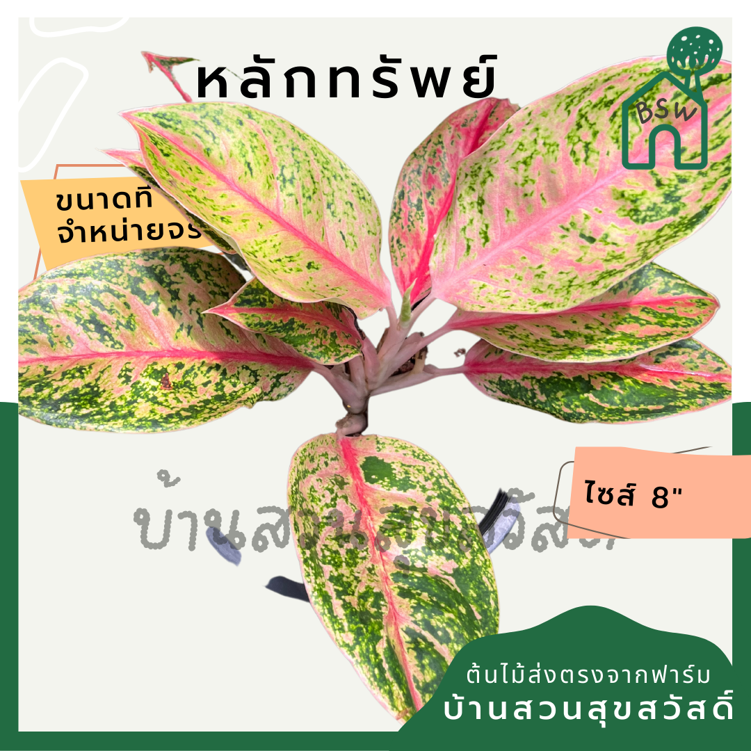 หลักทรัพย์ ต้นหลักทรัพย์ กระถาง 8 นิ้ว อโกลนีมา ด่างแบบโดดเด่น aglaonema ไม้แรร์