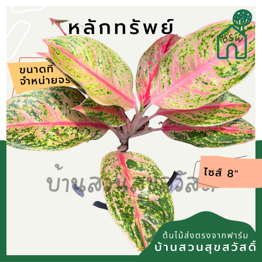 หลักทรัพย์ ต้นหลักทรัพย์ กระถาง 8 นิ้ว อโกลนีมา ด่างแบบโดดเด่น aglaonema ไม้แรร์