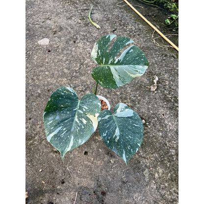 ต้นมอนสเตอร่า ไทยคอนด่าง Monstera Thai Constellation Variegated ใบสวย [เลือกต้นก่อนสั่ง] update 29/12/2564