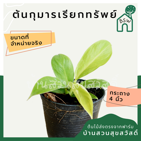 กุมารเรียกทรัพย์ (Philodendron 'Moonlight') ไม้มงคลในกระถาง 4 นิ้ว
