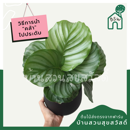 คล้าใบตอง (Calathea) ไม้ใบสวยในกระถางพร้อมตั้ง