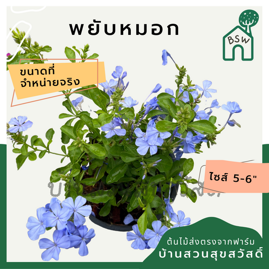 พยับหมอก (Plumbago Auriculata) ไม้ดอกสีฟ้าสวยในกระถาง 5-6 นิ้ว