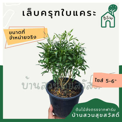 เล็บครุฑใบแคระ (Polyscias Balfouriana) ไม้ใบสวยในกระถางพร้อมตั้ง