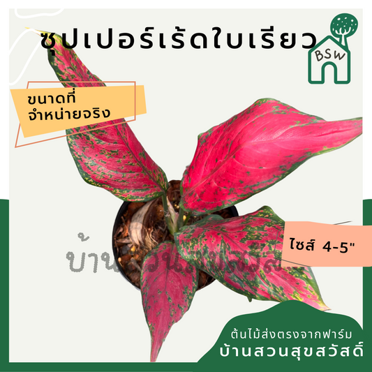 ซุปเปอร์เร้ดใบเรียว อโกลนีมา มาในกระถางพร้อมตั้ง