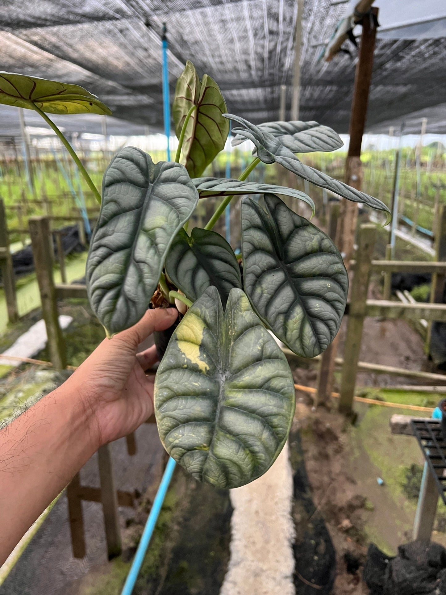 Alocasia variegated Alocasia Silver Dragon Black Velvet Dragon Scale ต้นอโลคาเซียด่าง