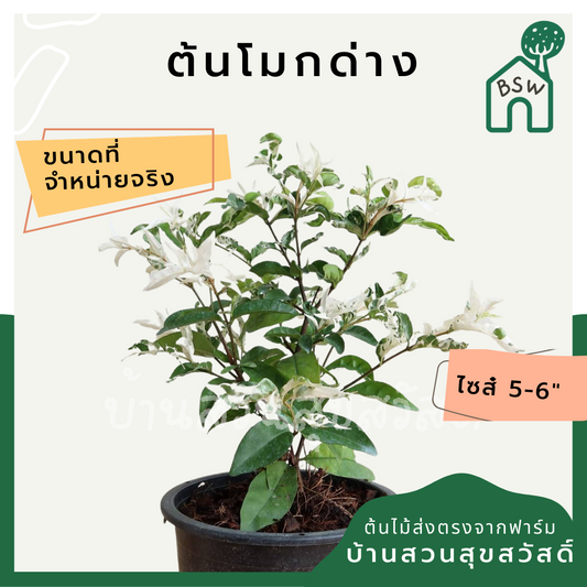 โมกด่าง (Wrightia religiosa 'Variegata') ไม้มงคลในกระถาง 5-6 นิ้ว