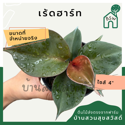 ฟิโลเรดฮาร์ท (Philodendron Red Heart) ไม้ใบรูปหัวใจในกระถาง 4 นิ้ว